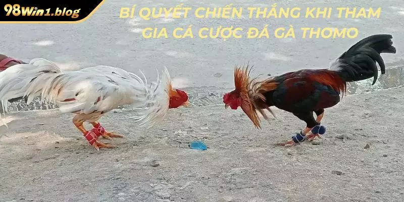 Bí quyết chiến thắng khi tham gia cá cược đá gà Thomo