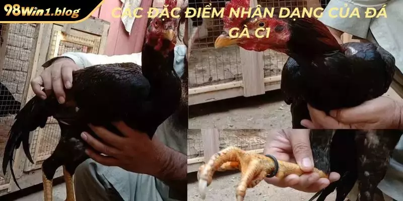 Các đặc điểm nhận dạng của đá gà C1