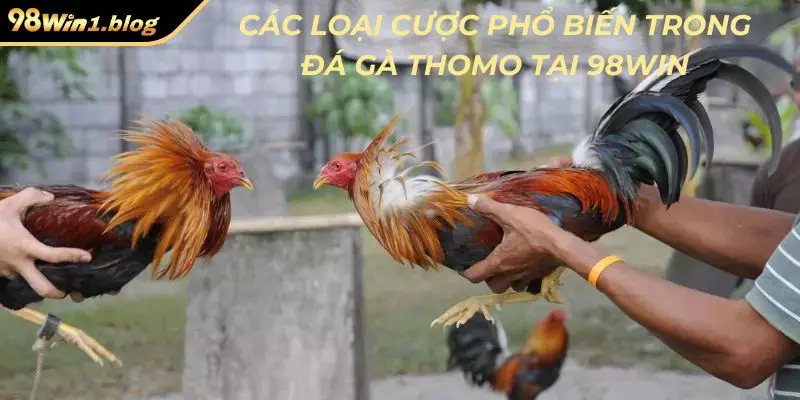 Các loại cược phổ biến trong đá gà Thomo tại 98Win