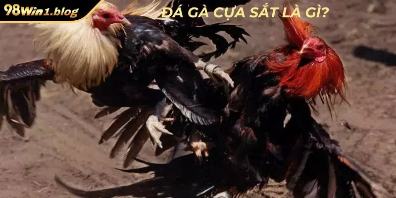 Đá gà cựa sắt là gì?
