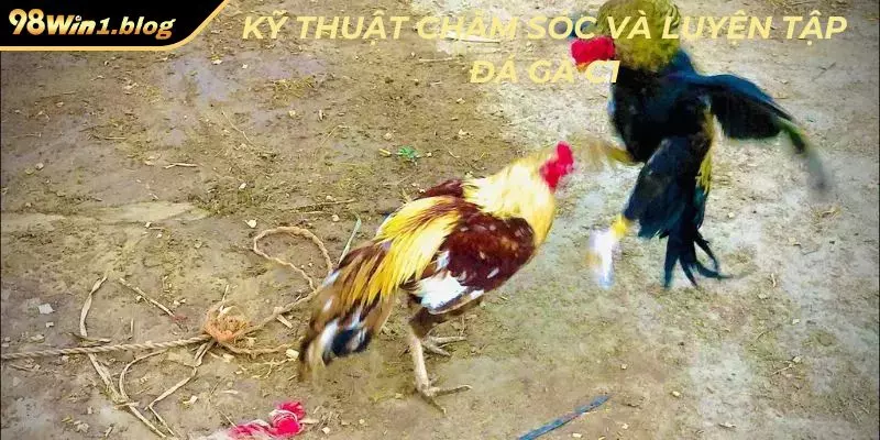 Kỹ thuật chăm sóc và luyện tập đá gà C1