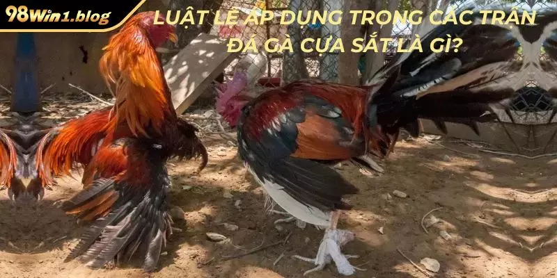 Luật lệ áp dụng trong các trận đá gà cựa sắt là gì?