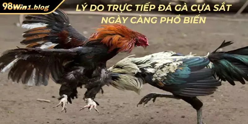 Lý do trực tiếp đá gà cựa sắt ngày càng phổ biến
