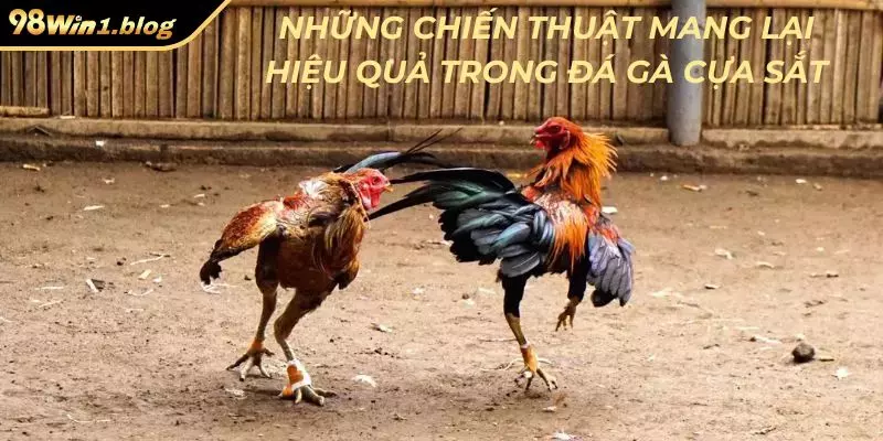 Những chiến thuật mang lại hiệu quả trong đá gà cựa sắt