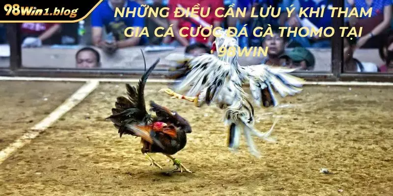 Những điều cần lưu ý khi tham gia cá cược đá gà Thomo tại 98Win