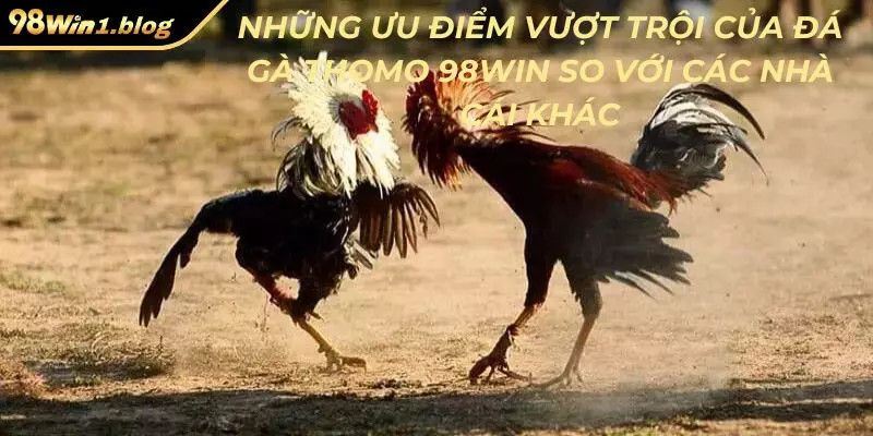 Những ưu điểm vượt trội của đá gà Thomo 98Win so với các nhà cái khác