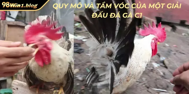 Quy mô và tầm vóc của một giải đấu đá gà C1