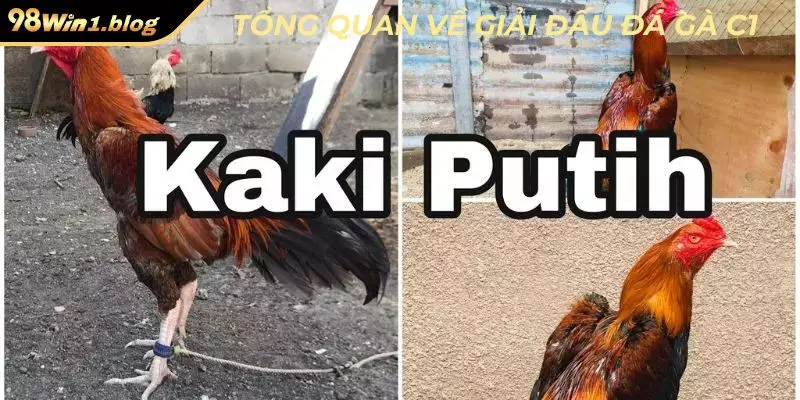 Tổng quan về giải đấu đá gà C1